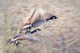 Geese In Flight_02107